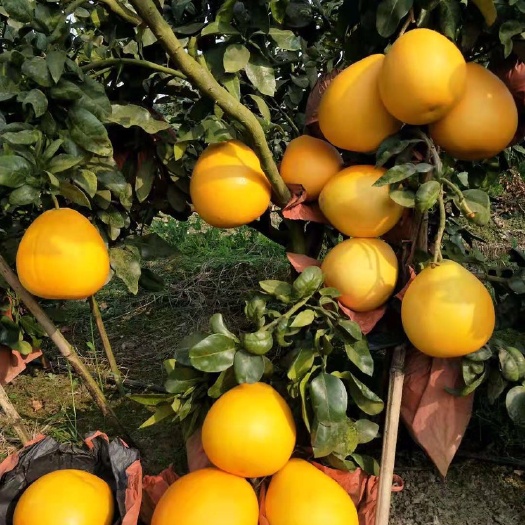 三红蜜柚 金桔蜜柚鲜果