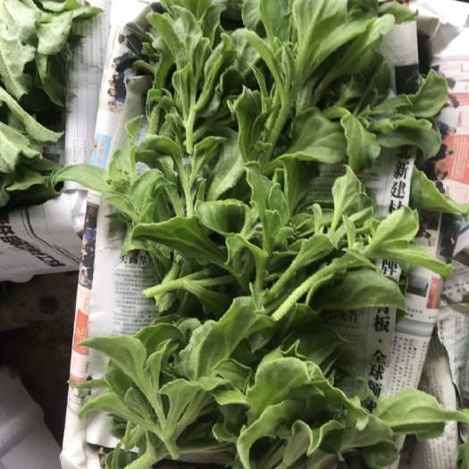 巨野县 优质非洲冰草，基地直供现采现发。多个基地可常年供货！
