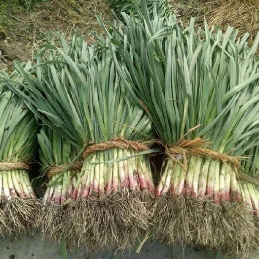 彭州市红根蒜苗  红头蒜苗 45 - 50cm