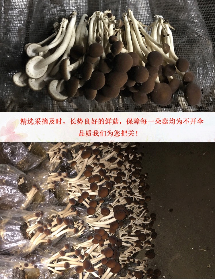 广昌5号茶树菇  君志 江西广昌5茶树菇干货批发 新货细条