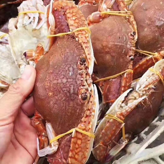 东山县赤甲红蟹 肉蟹 螃蟹 扁蟹 东山县 3-4两/只 包邮