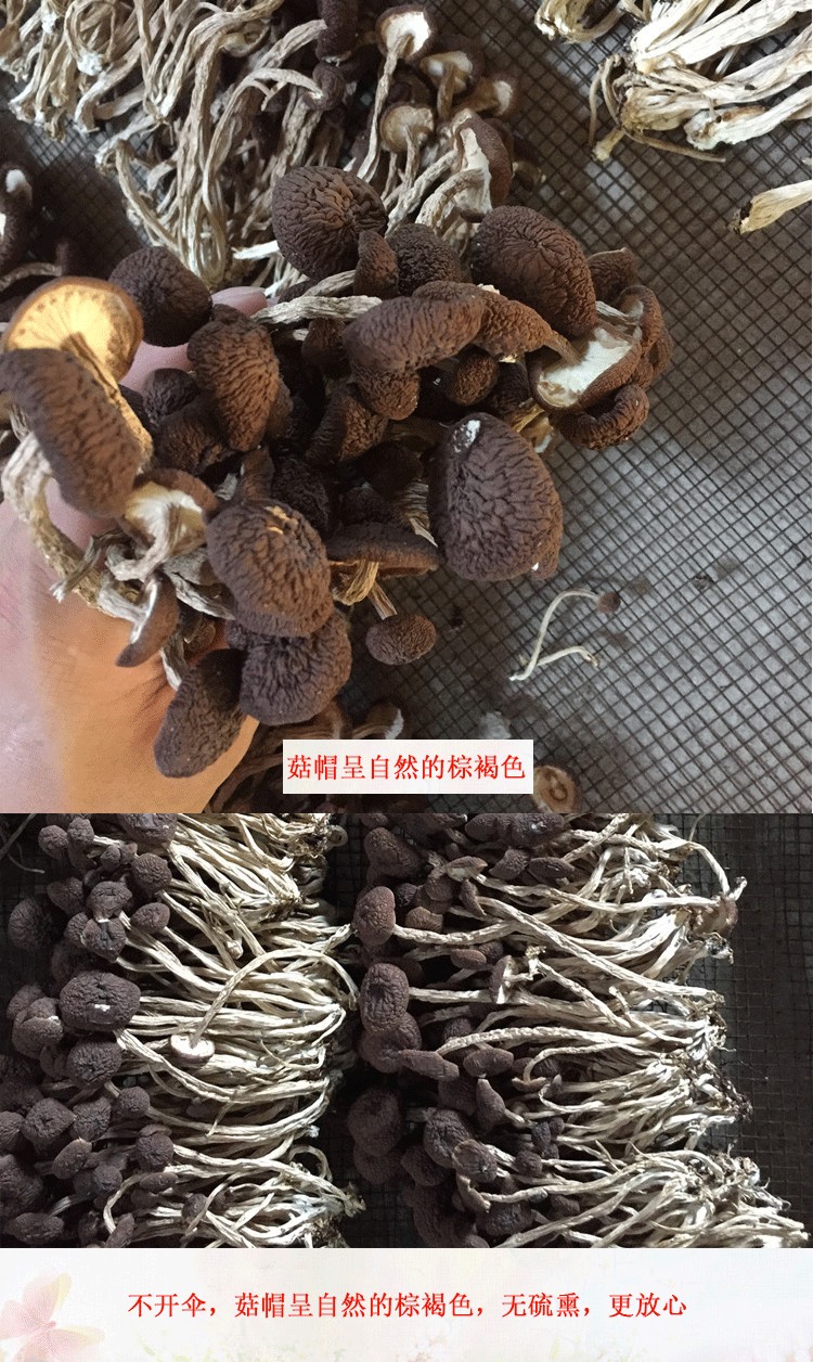 广昌5号茶树菇  君志 江西广昌5茶树菇干货批发 新货细条