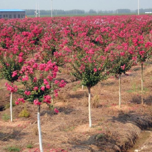 苍溪县基地常年供应紫薇苗，各种规格都有，量大从优