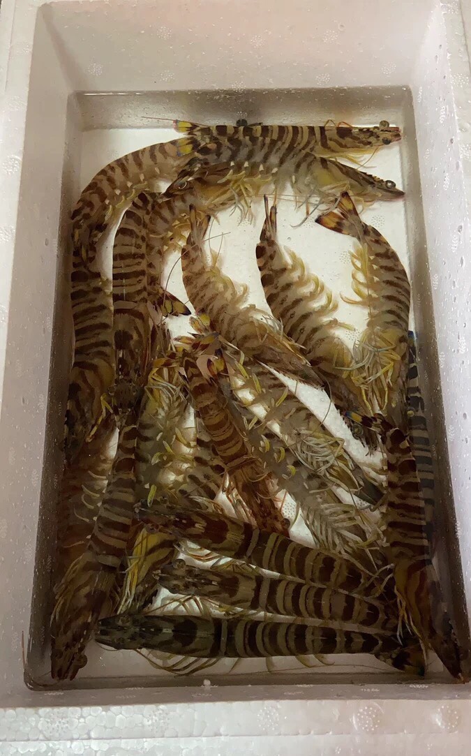 日本车虾 人工养殖 7