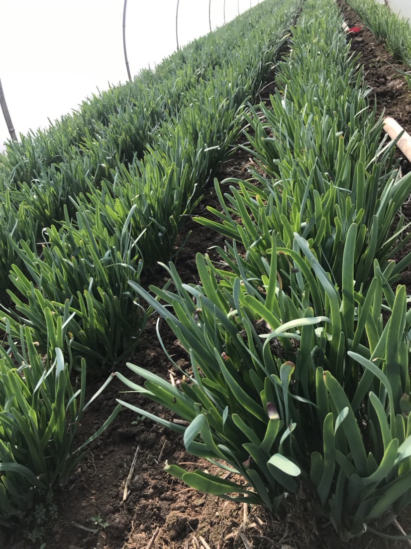  韭菜韭菜韭菜好韭菜