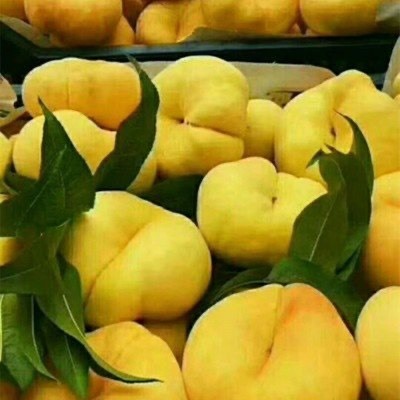 蒙阴县 沂蒙山黄蟠桃，脆甜可口