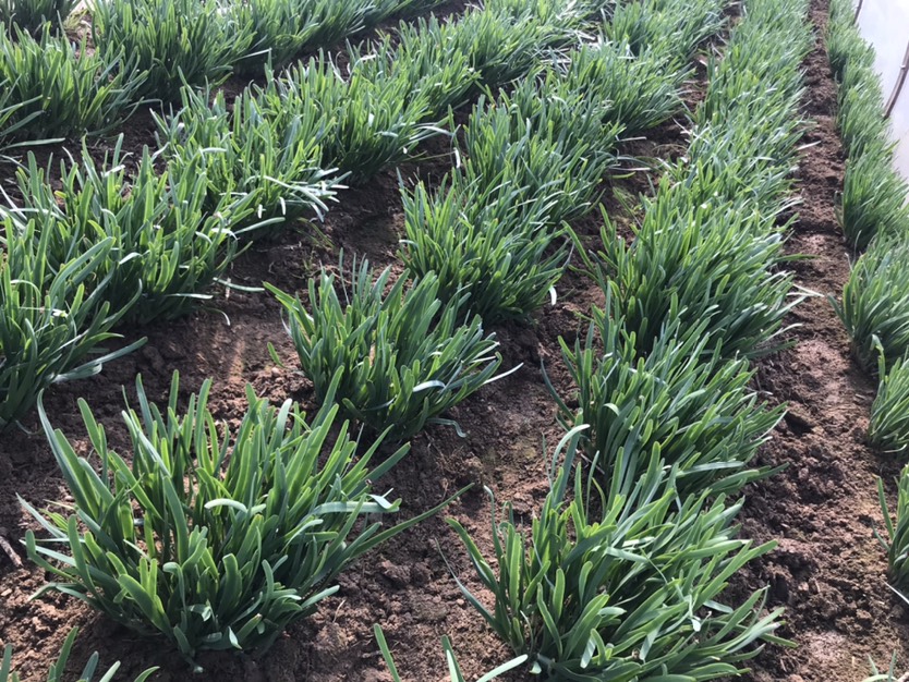  韭菜韭菜韭菜好韭菜