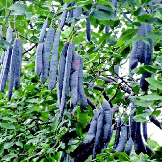 苍溪县皂角树苗，大刺皂角苗占地绿化工程苗