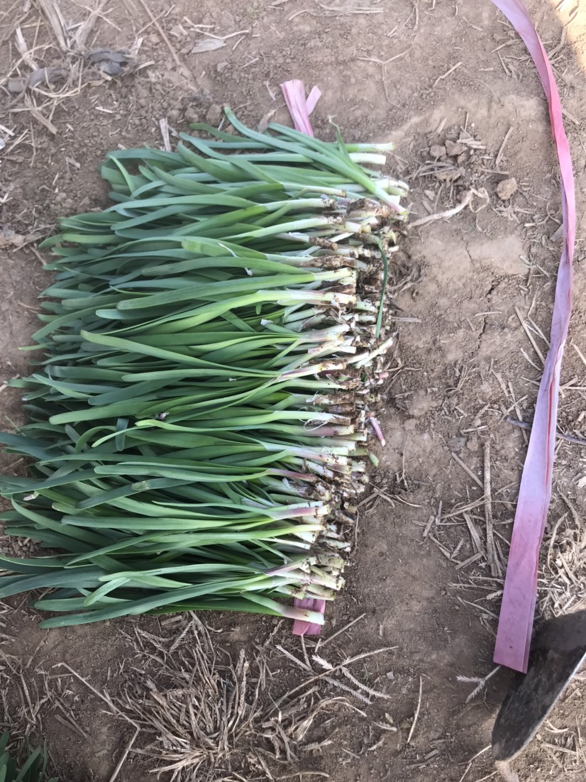  韭菜韭菜韭菜好韭菜