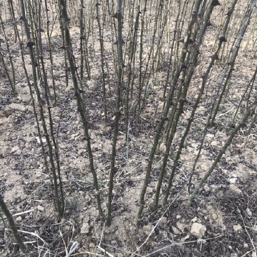 茂县 花椒苗、四川茂汶花椒苗