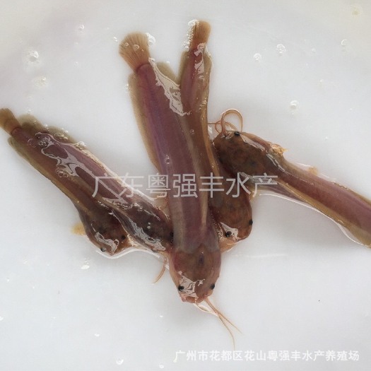 广东广州本地塘鲺鱼苗供应，塘鲺苗出售