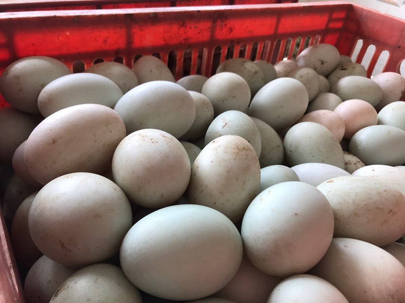 公安县 白鸭蛋，现有一万多斤存货，大量出售