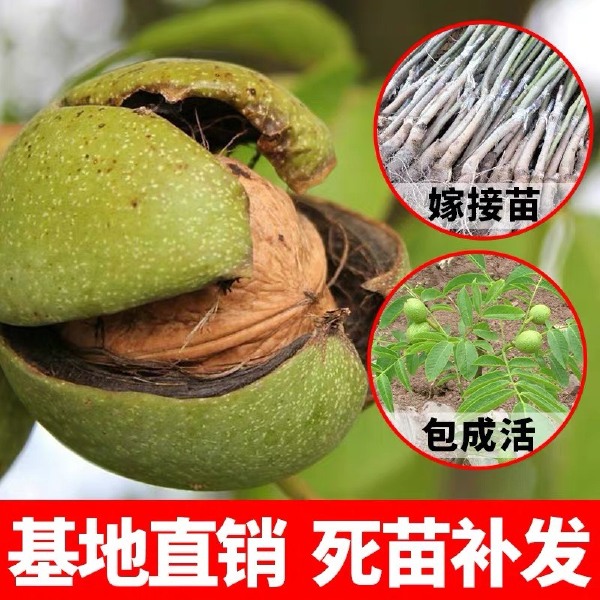 果树苗核桃树苗嫁接薄皮核桃苗南方北方种植盆栽地栽香玲薄壳核