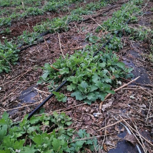 昆明金丝皇菊苗 2020金丝菊，婺源菊，七月菊