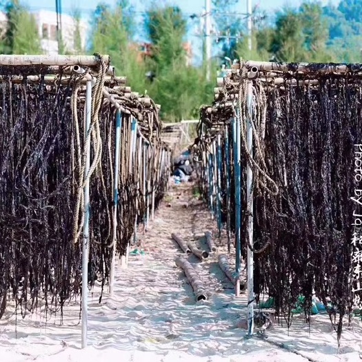 东山县 东山头水紫菜  全国包邮  可半斤装