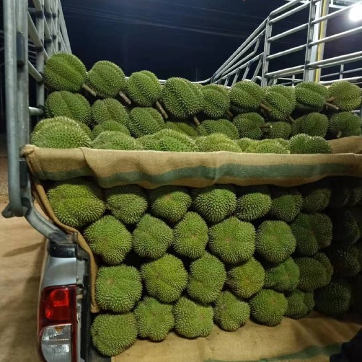 昆明泰国金枕榴莲 金枕，拖曼尼，夹仑。