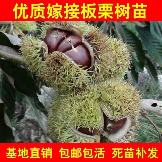 平邑县大红袍板栗苗 优质板栗苗，规格齐全，品种繁多，基地直发，矮化苗特大油板栗