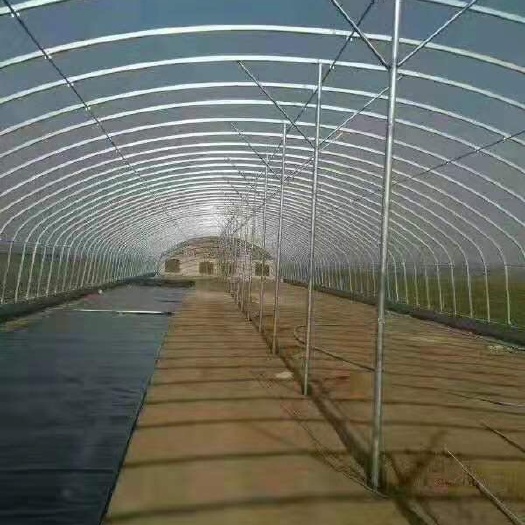沭阳县 种植大棚