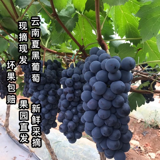 蒙自市 云南夏黑无籽优质葡萄自家生态种植现摘现发坏果包赔