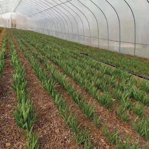 沭阳县蔬菜大棚 厂家直销批发