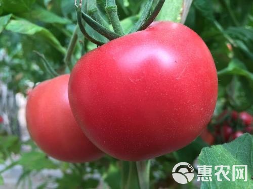  再定优惠 批发番茄西红柿，每天供应1000000斤。