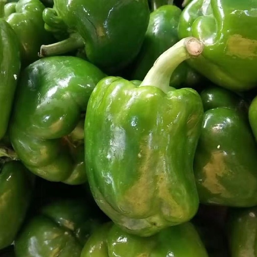 琼中县 菜椒