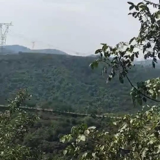 汾阳市山地 转让 20~30年 100~500亩