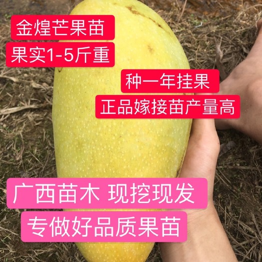 灵山县 红贵妃芒果苗