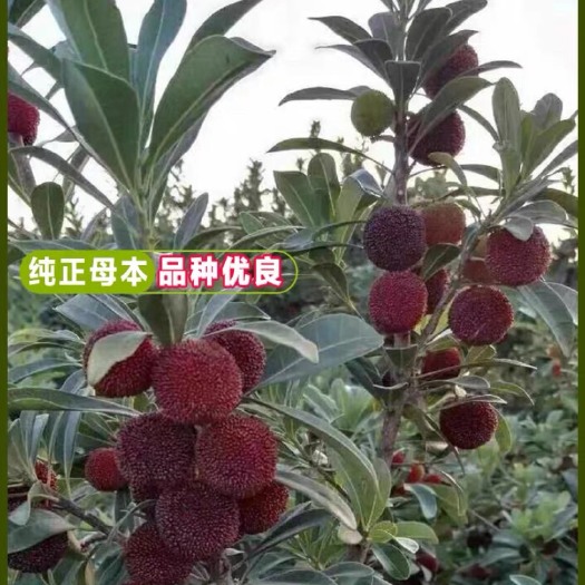 平邑县东魁杨梅树苗 一到三年东魁杨梅苗，基地直发，货真价实，坏苗包赔。
