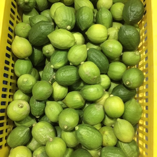 清远无籽香水柠檬，香味独特，奶茶店