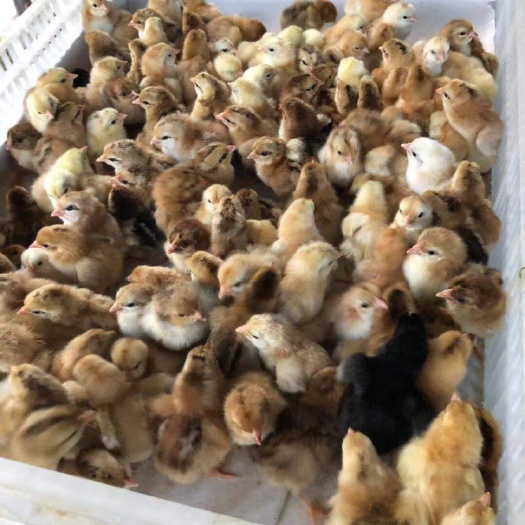 海口 正宗文昌鸡苗 土鸡苗，出壳打疫苗，孵化厂直供 母苗