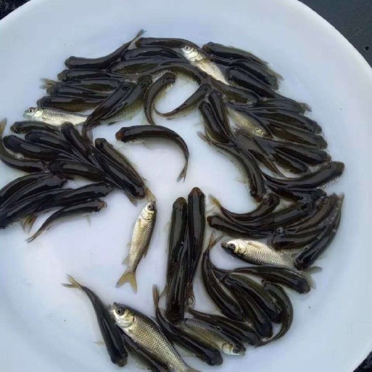 高州市禾花鲤 统货