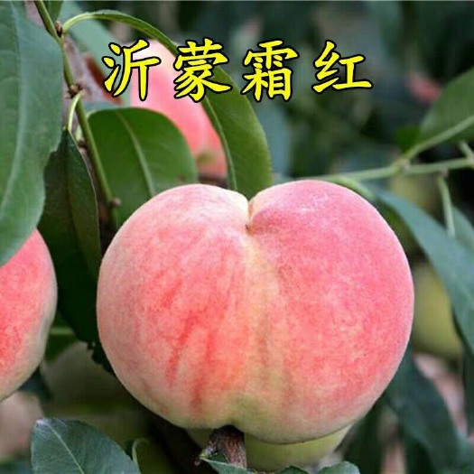 平邑县 沂蒙霜红桃树苗，现挖现发，基地支持，保成活
