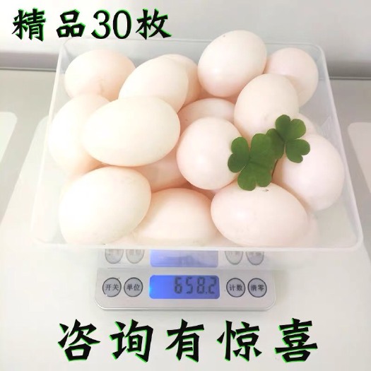 辛集市 自己喂养鸽子  鸽子蛋