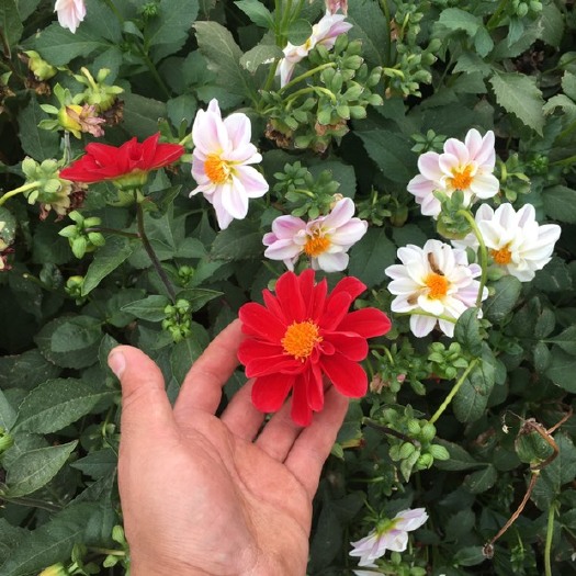 玉门市小丽花种子