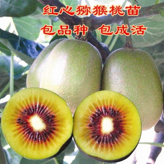 平邑县红心猕猴桃苗 红心红阳猕猴桃嫁接苗，基地培育，常年供应
