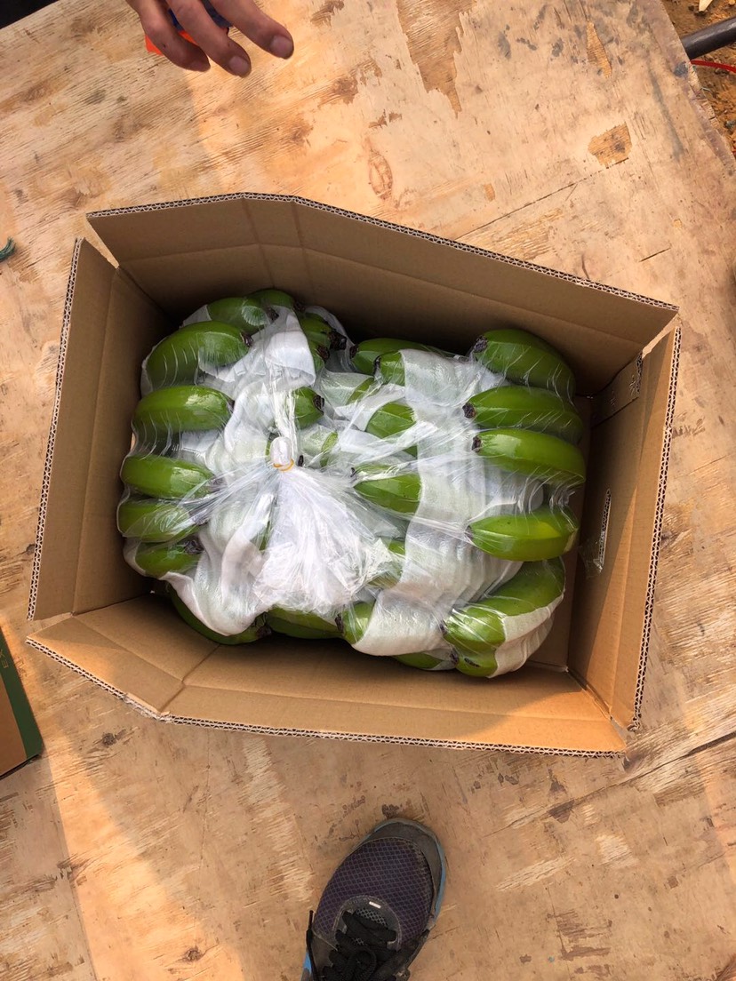 河口瑶族自治县云南红河香蕉  海南蕉  香蕉 大量供应海南蕉 云南蕉