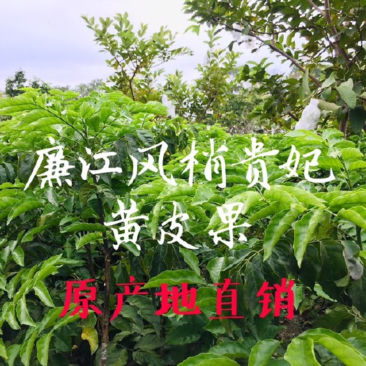 廉江市贵妃黄皮果苗 纯正廉江贵妃黄皮果种苗新品种金蛋黄皮 原产直销优质中枝泥球苗