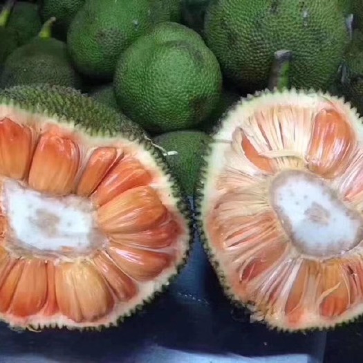 灵山县 新品种泰国8号红肉菠萝蜜苗 红肉菠萝蜜苗 带原土包邮发货