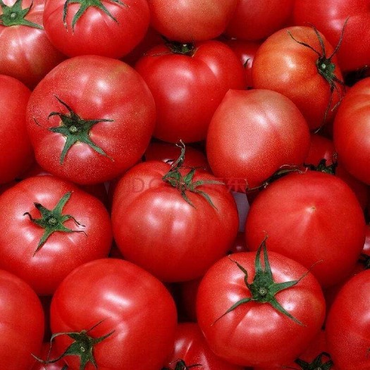  批发大批量西红柿及甜瓜，每天供应100000斤