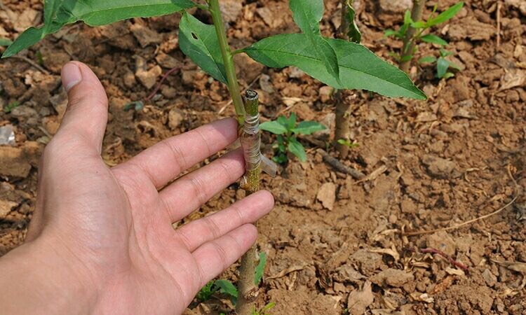  沂蒙霜红桃树苗，现挖现发，基地支持，保成活