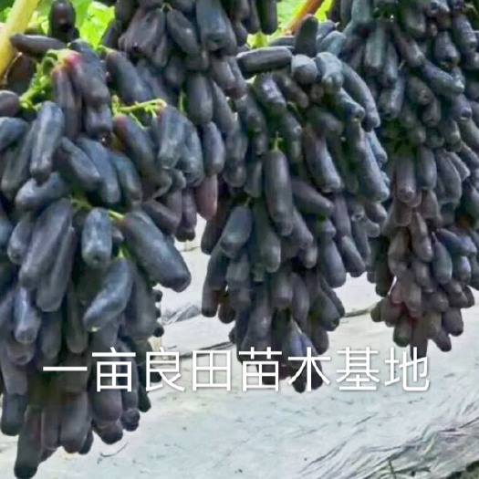 平邑县蓝宝石葡萄苗 蓝宝石葡萄树苗，棵棵精选，成活率高，挂果期长，保证纯度