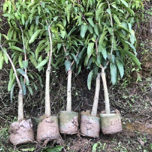 灵山县 广西芒果苗金煌芒果台农桂七红贵妃芒果嫁接苗