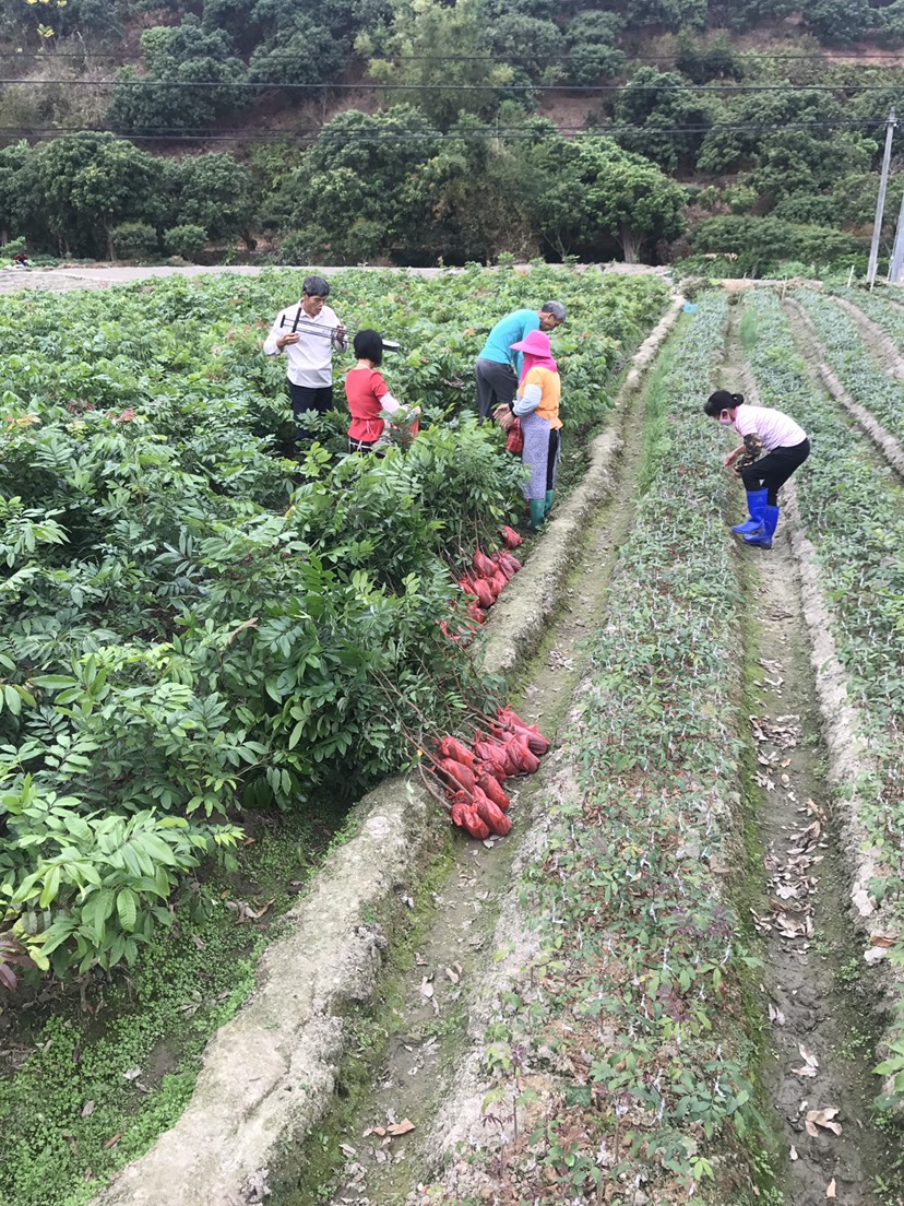  黄皮果苗，荔枝苗，龙眼苗，菠萝蜜苗，基地直供