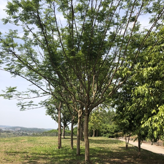 成都大量现货蓝花楹