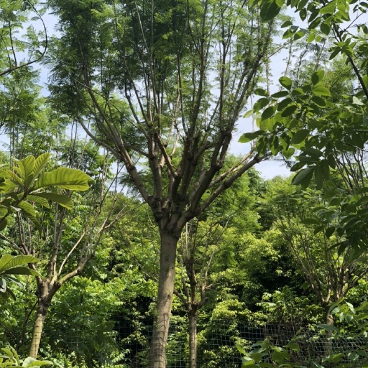 成都12公分蓝花楹