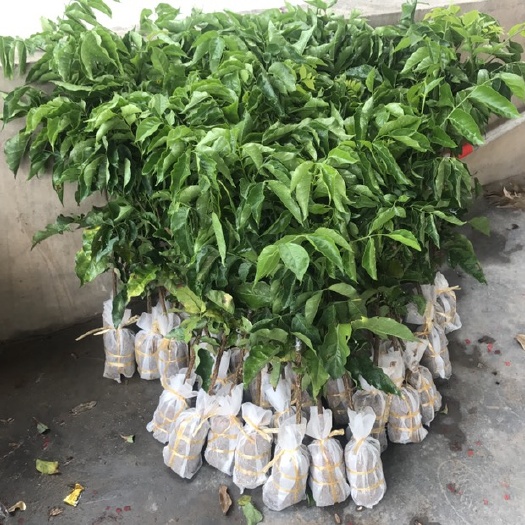 高州市 黄皮果苗，荔枝苗，龙眼苗，菠萝蜜苗，基地直供