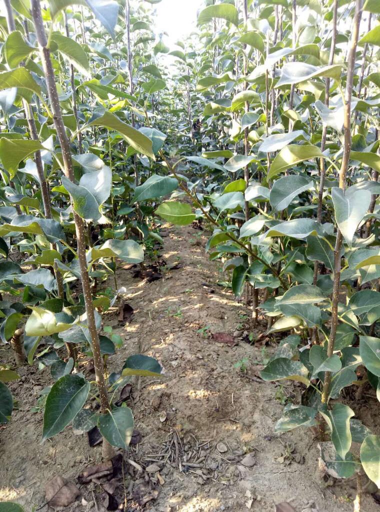 金果梨苗 根系发达品种纯正的各种嫁接梨树苗基地现挖现发