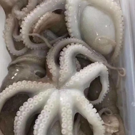 东山县 章鱼 八爪鱼 顺丰冷链配送 包邮