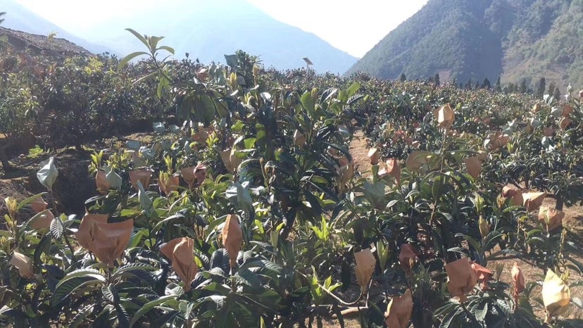 德昌县大五星枇杷  基地直供，量大果优，多汁可口，支持一件代发